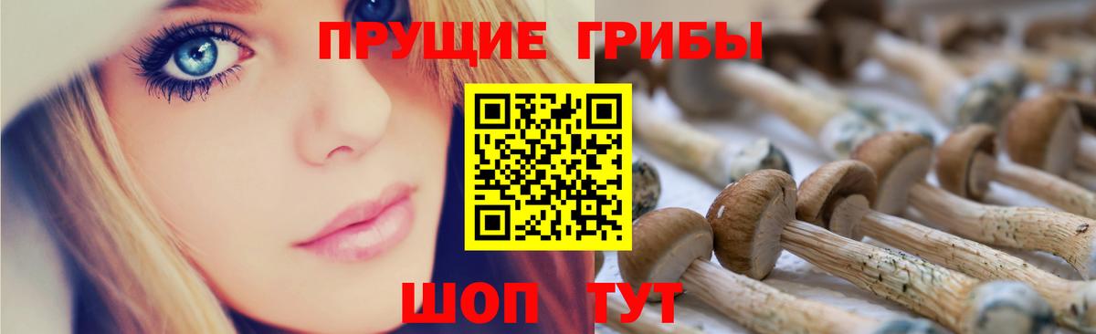 Тосно  Галлюциногенные грибы Psilocybine cubensis  Вход с VPN  Псилоцибиновые грибы Psilocybine cubensis 